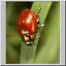 Chrysolina polita - Blattkaefer 01.jpg